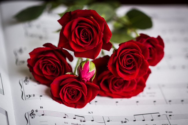 Обои картинки фото цветы, розы, bud, rose, цветение, petals, leaves, blossoms, роза, лепестки, бутон, листья