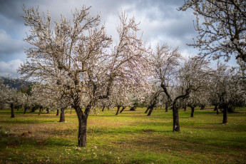 Картинка природа деревья сад