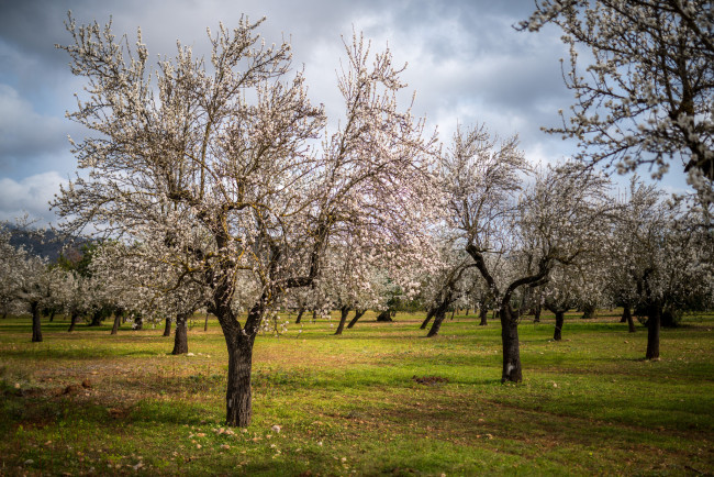 Обои картинки фото природа, деревья, сад