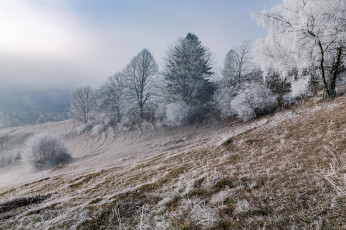 Картинка природа пейзажи иней