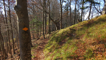 Картинка природа лес осень