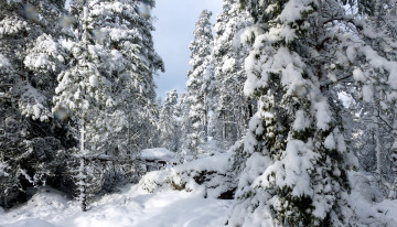 Картинка природа зима снег