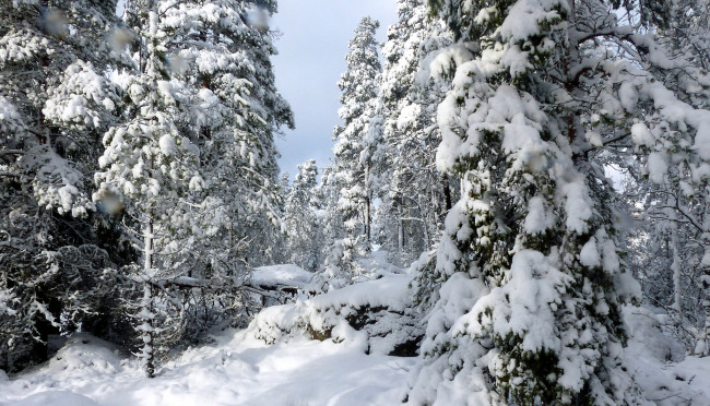 Обои картинки фото природа, зима, снег