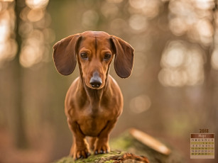 Картинка календари компьютерный+дизайн взгляд собака 2018