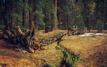 Картинка природа лес простор