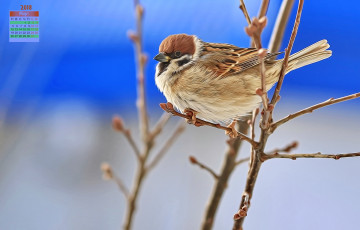 Картинка календари компьютерный+дизайн воробей 2018