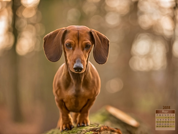 Обои картинки фото календари, компьютерный дизайн, взгляд, собака, 2018