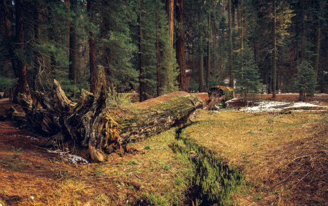 Обои картинки фото природа, лес, простор