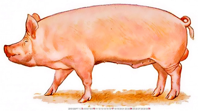 Обои картинки фото календари, рисованные,  векторная графика, поросенок, свинья