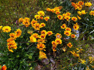 Картинка цветы газания