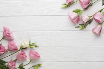 Картинка цветы эустома розовый