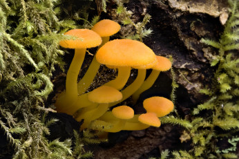 Картинка природа грибы martin dollenkamp