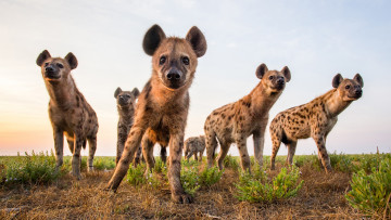 Картинка животные гиены +гиеновые+собаки