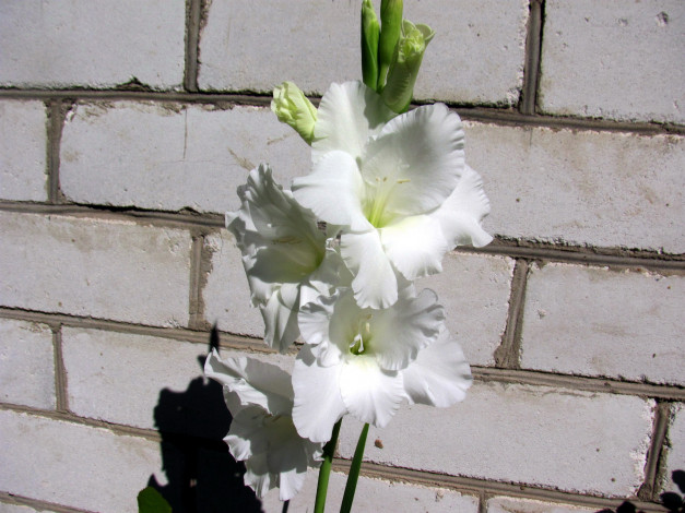 Обои картинки фото цветы, гладиолусы, белый