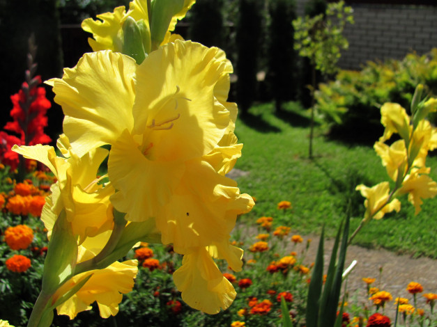 Обои картинки фото цветы, гладиолусы, желтый