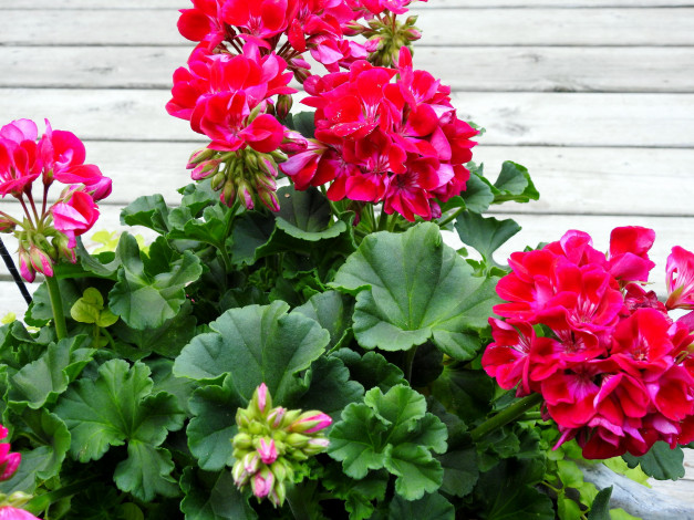 Обои картинки фото цветы, гвоздики, бутоны