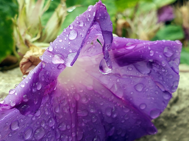 Обои картинки фото цветы, вьюнки,  ипомеи, макро, капли