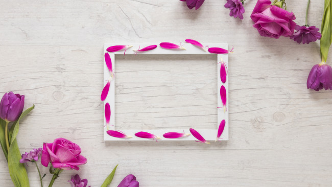 Обои картинки фото цветы, разные вместе, рамка, роза, тюльпан, лепестки