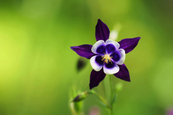 Картинка цветы аквилегия+ водосбор лиловая аквилегия макро