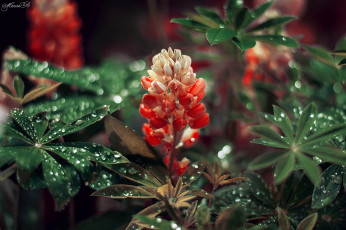 Картинка цветы люпин листья капли