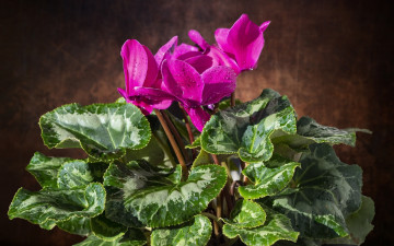 Картинка цветы цикламены розовый цикламен