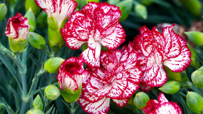 Обои картинки фото цветы, гвоздики, пестрая, гвоздика