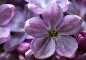 Картинка цветы сирень макро