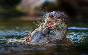 обоя животные, выдры,  каланы,  ондатры, выдра, вода