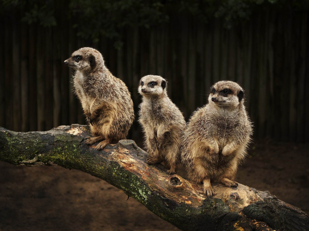 Обои картинки фото животные, сурикаты, бревно