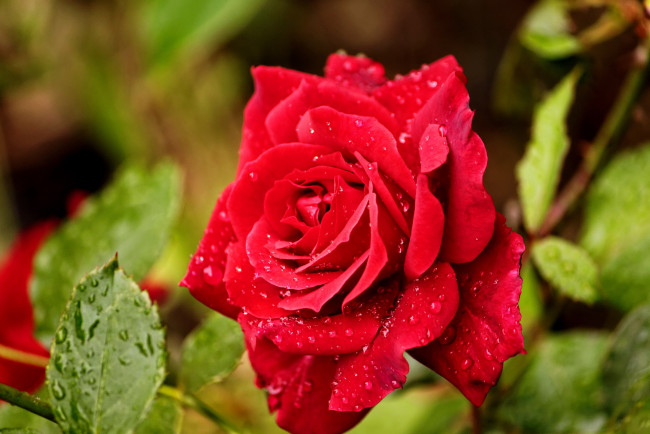 Обои картинки фото цветы, розы, алая, роза, макро, капли