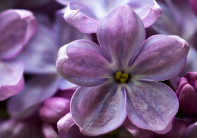 Обои картинки фото цветы, сирень, макро