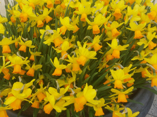 обоя цветы, нарциссы, желтые, много