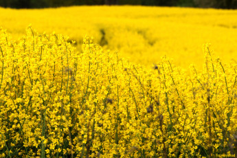 Картинка цветы луговые+ полевые +цветы