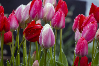 Картинка цветы тюльпаны