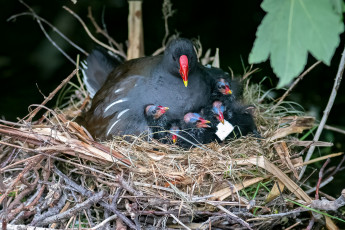 Картинка животные птицы