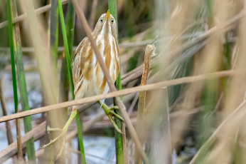 Картинка животные цапли +выпи птица