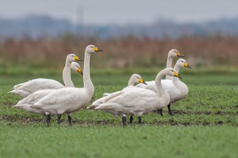 обоя животные, гуси, птицы