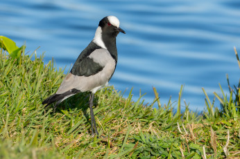 обоя животные, вальдшнепы,  кроншнепы,  бекасы, птица