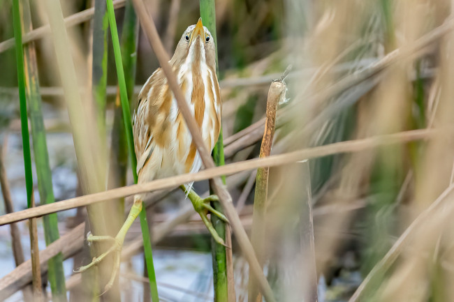 Обои картинки фото животные, цапли,  выпи, птица