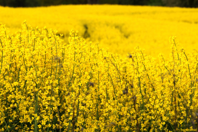 Обои картинки фото цветы, луговые , полевые,  цветы