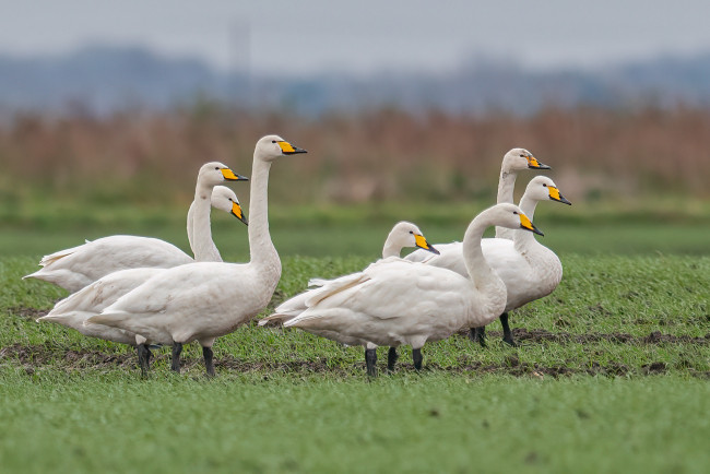 Обои картинки фото животные, гуси, птицы