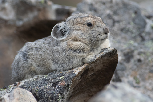 Обои картинки фото животные, крысы,  мыши, грызун