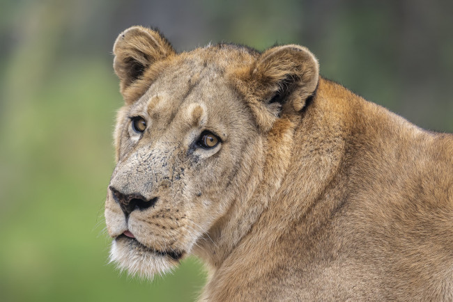 Обои картинки фото животные, львы, львица