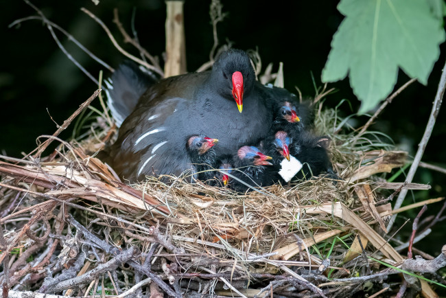 Обои картинки фото животные, птицы