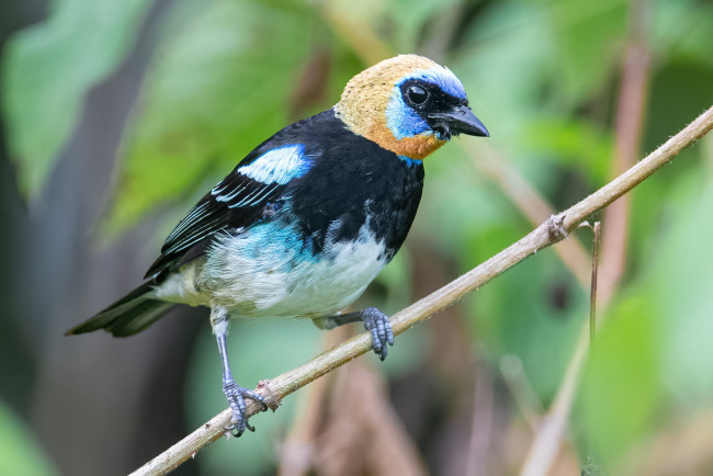 Обои картинки фото животные, птицы, птица