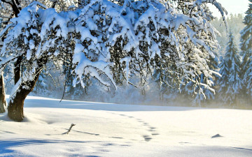 обоя природа, зима, деревья, лес, снег, следы