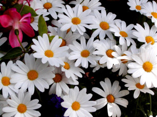 Картинка цветы ромашки