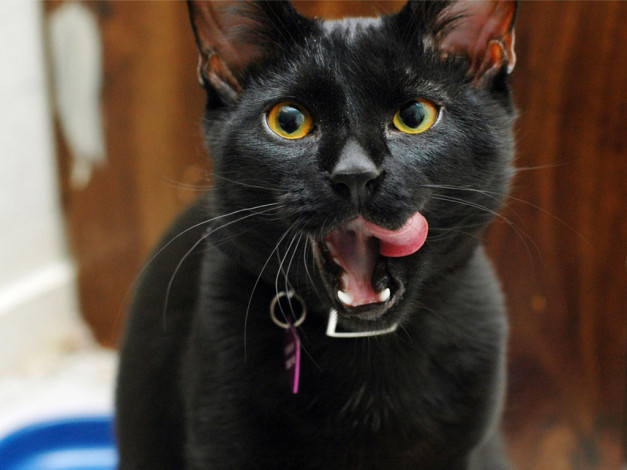 Обои картинки фото животные, коты