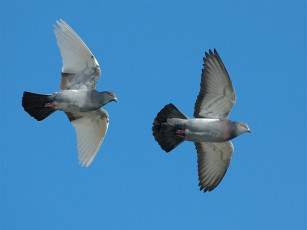 Картинка животные голуби