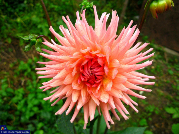 Обои картинки фото цветы, георгины